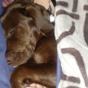 Meet your Posher, Josh